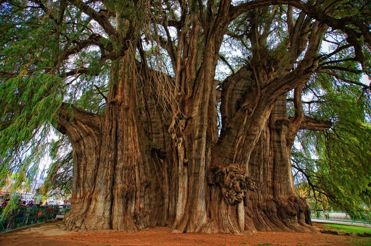 árbol de tule con figuras de leones en el tronco 