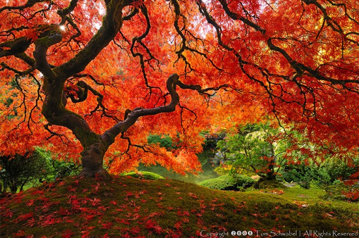 Hermoso Arce Japonés, en Portland Oregon