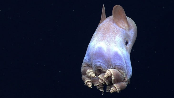 Pulpo llamado Dumbo porque sus aletas son similares a las orejas del elefante Dumbo 