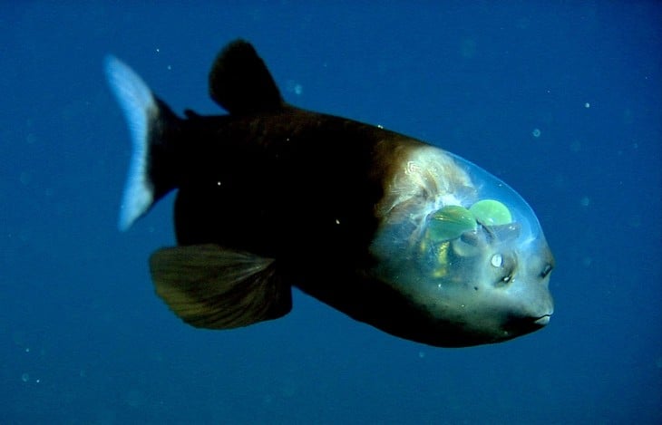 Pez con ojo de barril y cabeza transparente 