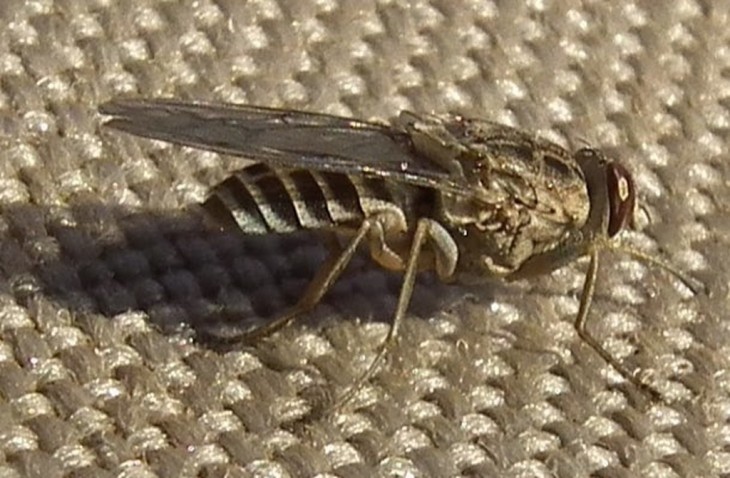 Mosca tse-tsé