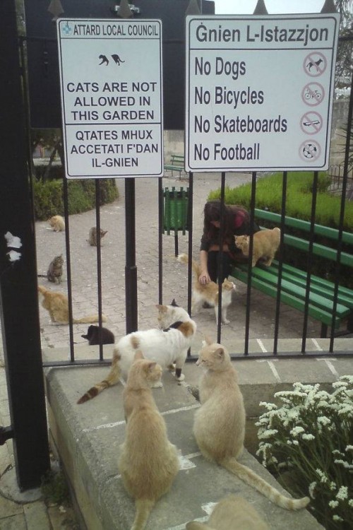 Letrero en un jardín que dice que no se permiten gatos con muchos gatos alrededor 