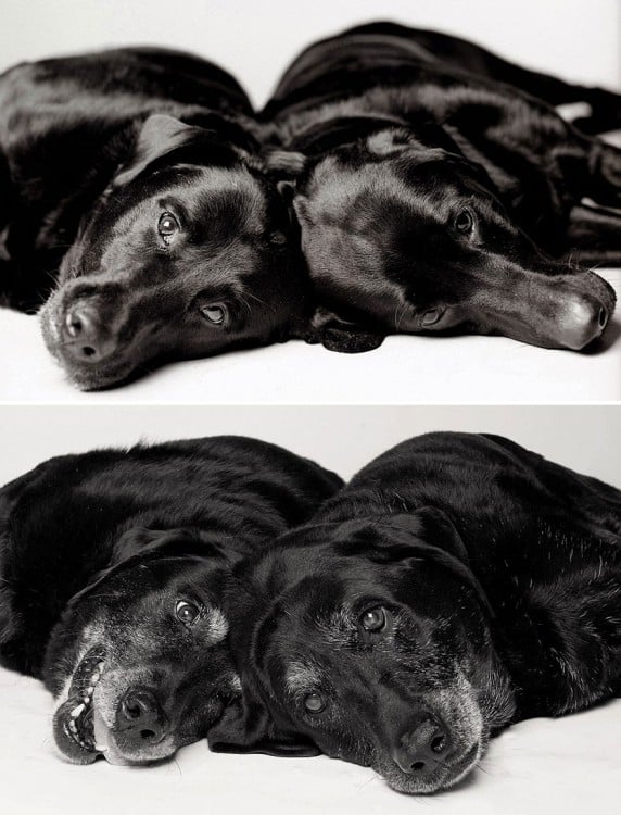 Foto de las perritas Maddie: 7 años y 14 años ; Ellie: 6 años y 13 años 