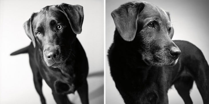 Perrito Corbet a sus  2 y 11 años 