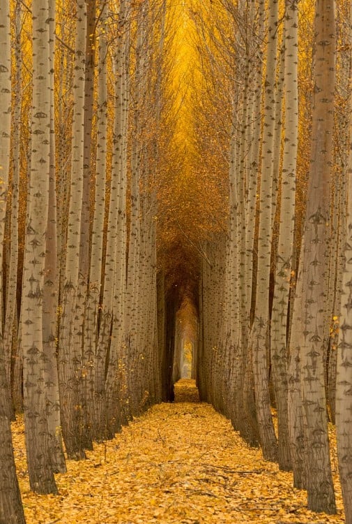 Camino en un bosque de Boardman en Estados Unidos de América 