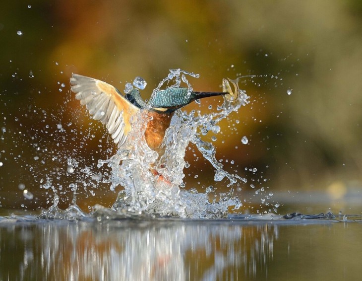 foto colibri