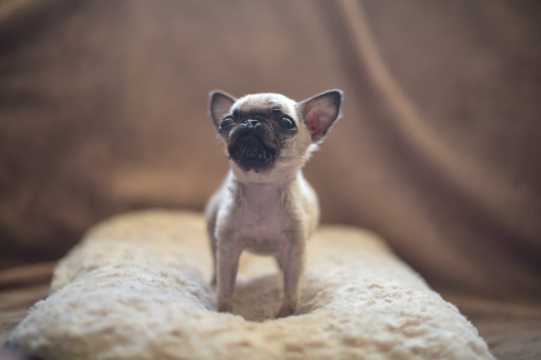 mini pug