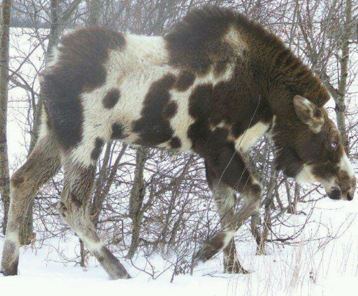 Vas a pensar que no es real, 15 animales con caracteristicas