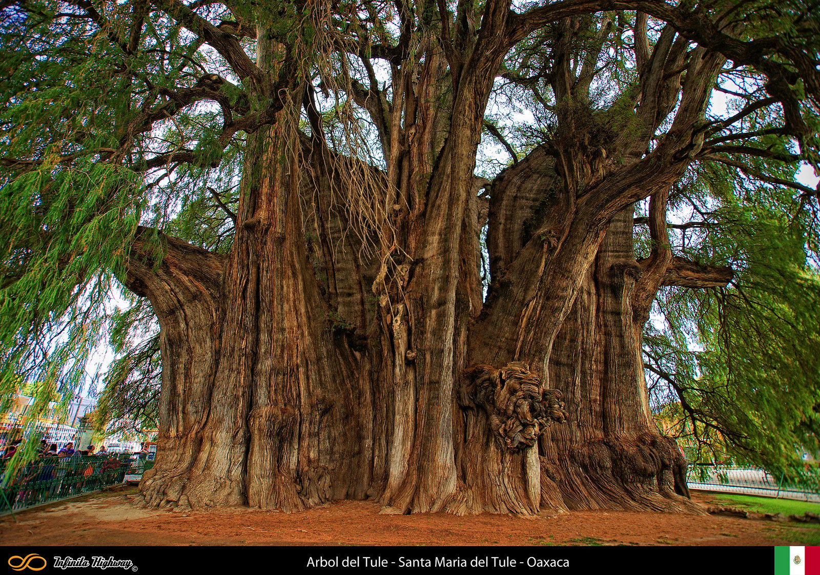 Fotos de los arboles mas hermosos y bellos del mundo