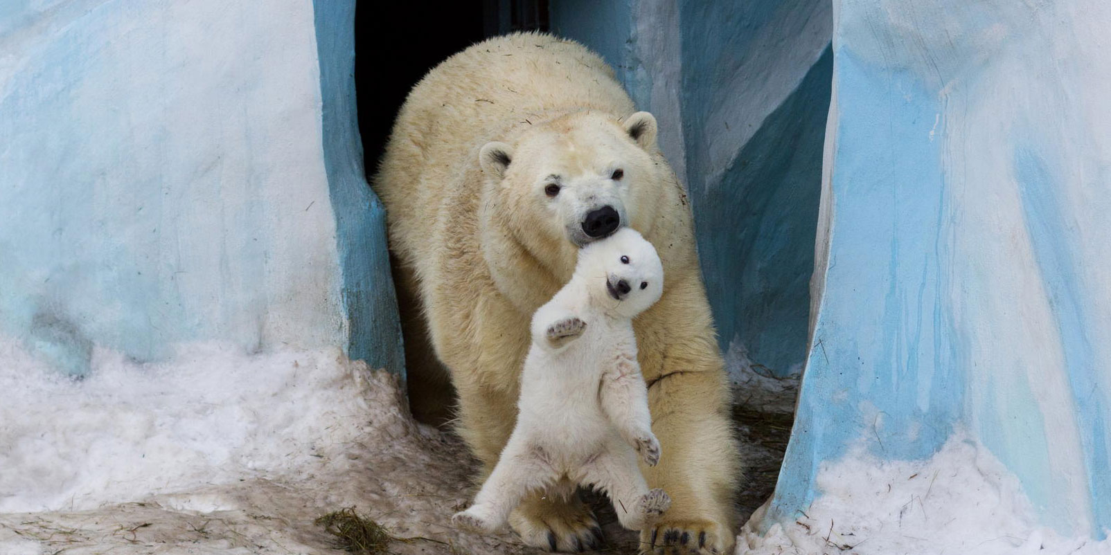 Momentos mas bellos de la parentalidad en el reino animal