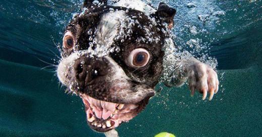 perros debajo del agua
