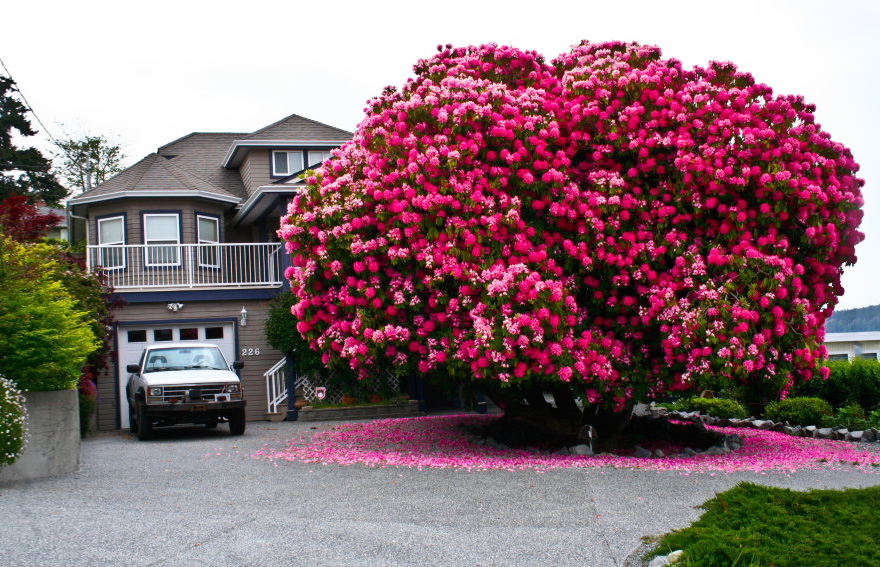 17 árboles que demuestran lo increíble de la naturaleza