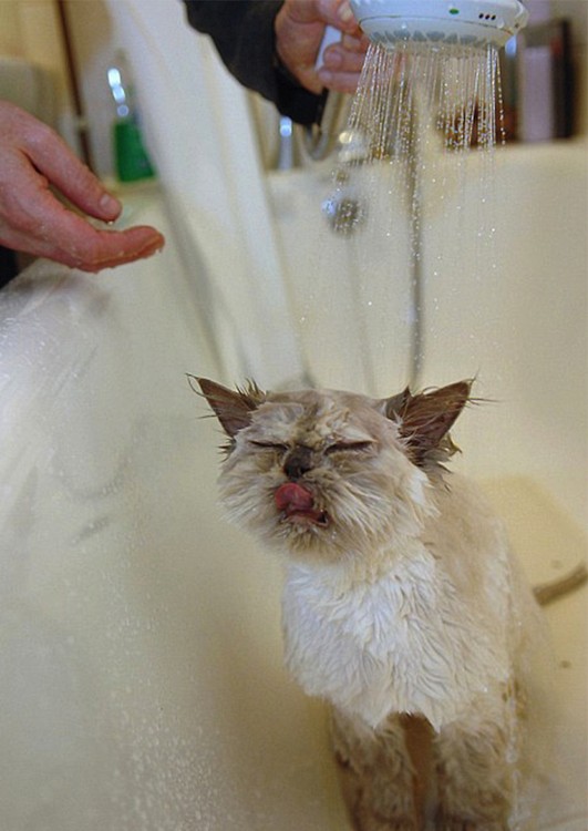 Gatos que aman bañarse (8)