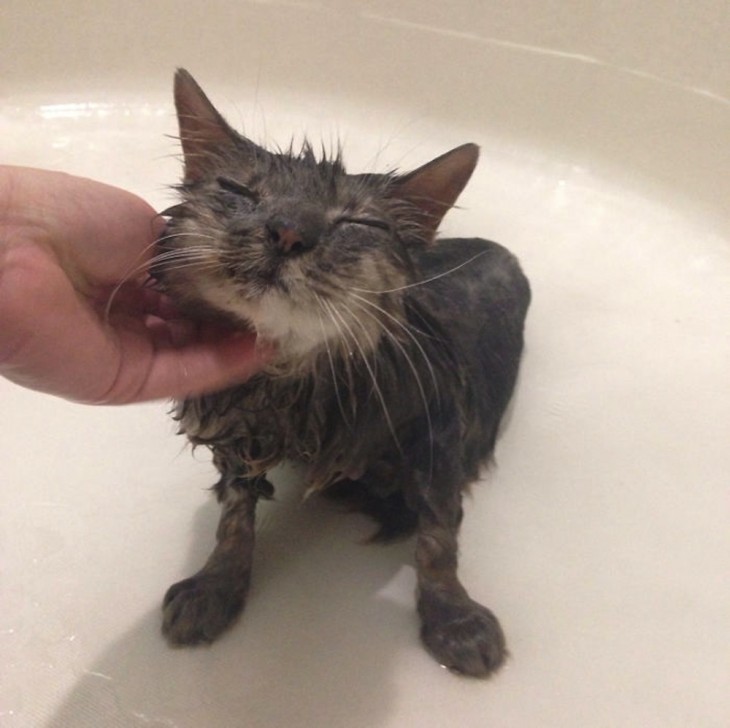 Gatos que aman bañarse (9)