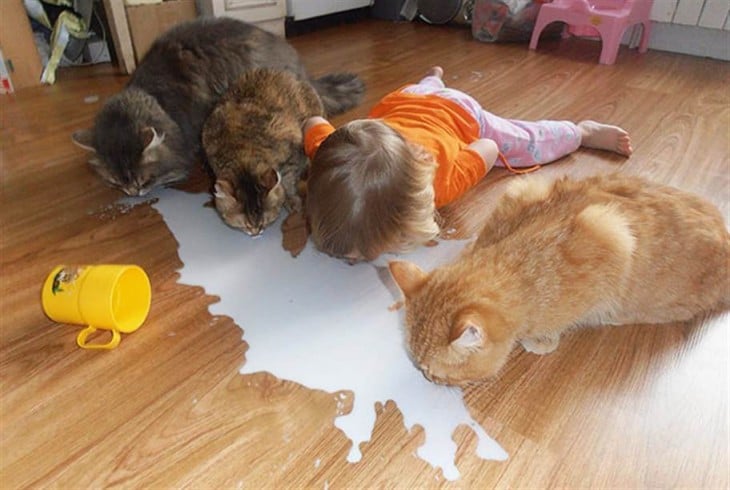 Niña junto a tres gatos lamiendo el piso 