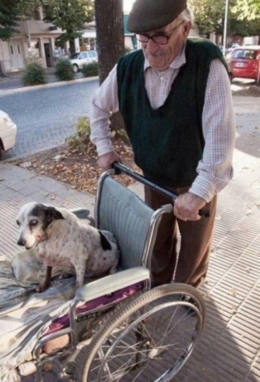 hombre de edad avanzada  paseando a un perro en una silla de ruedas 