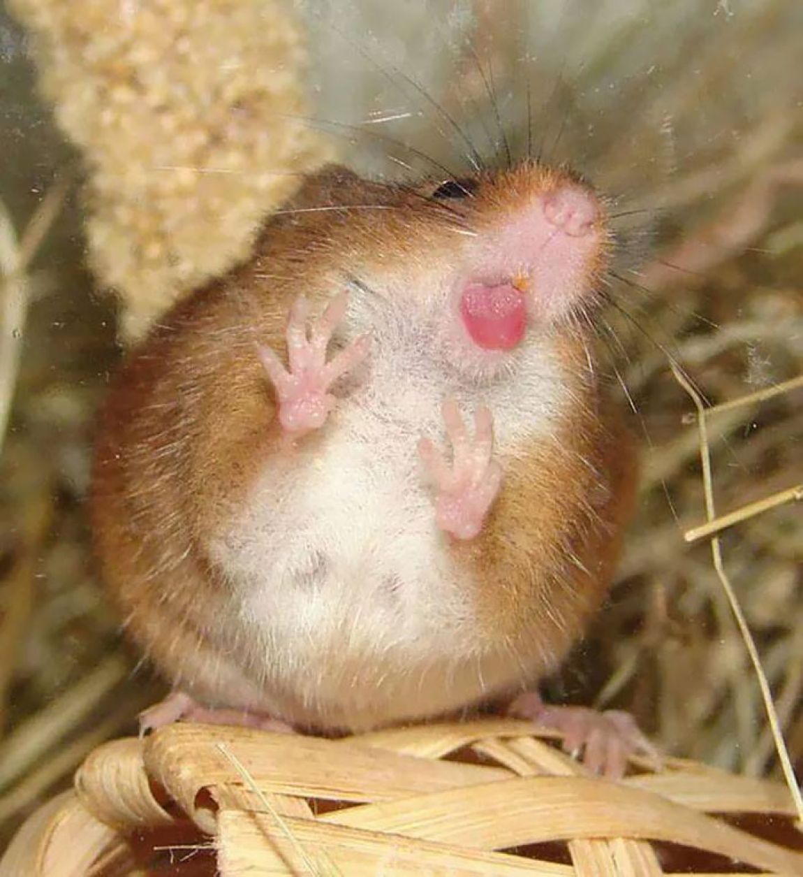Жир мыши. Хомяк. Смешные хомячки. Мышь. Толстый хомяк.
