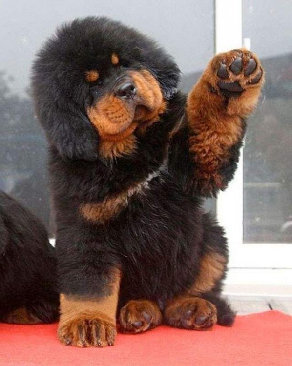 Cachorro raza tibetan mastiff 