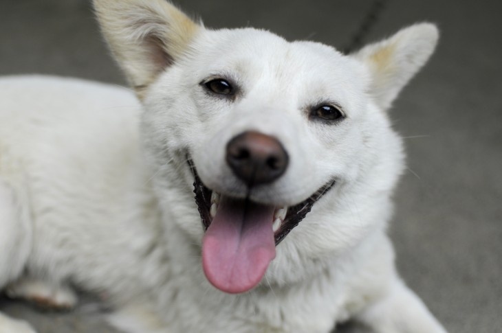 perro sonriendo