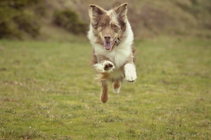 perro corriendo