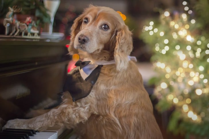 perrito tocando el piano