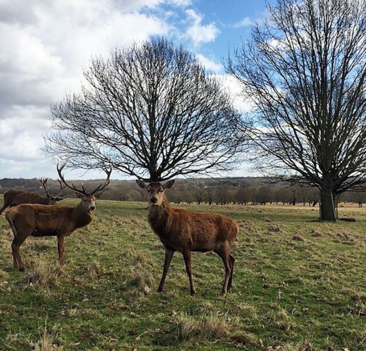 Venado que simula tener un árbol sobre su cabeza 