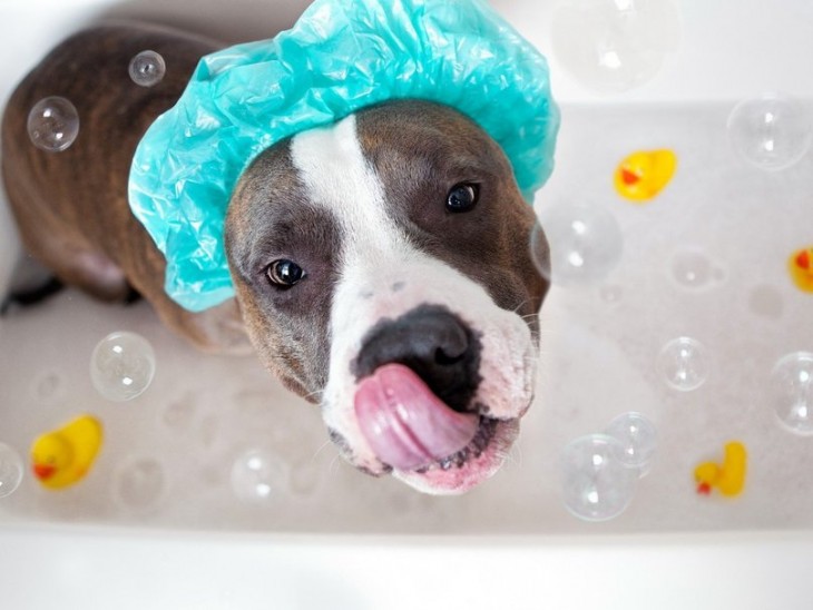 Perro dentro una tina con espuma con una gorra de baño en color azul 