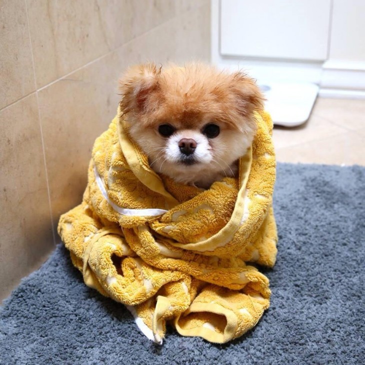 Perro en el baño envuelto en una toalla amarilla 