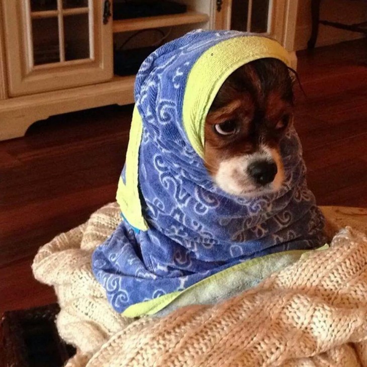 Perro con cara de triste envuelto en una toalla 