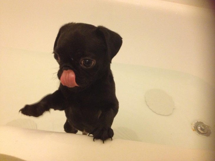 Perrito pug negro dentro de una bañera sacando la lengua 