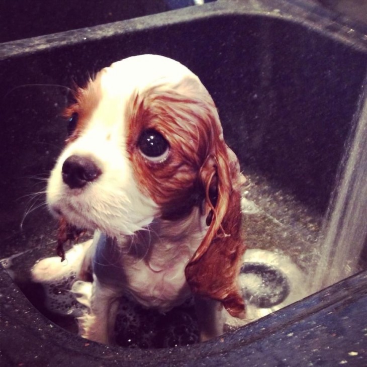 Perrito dentro de una tina viendo hacia arriba a punto de bañarse 