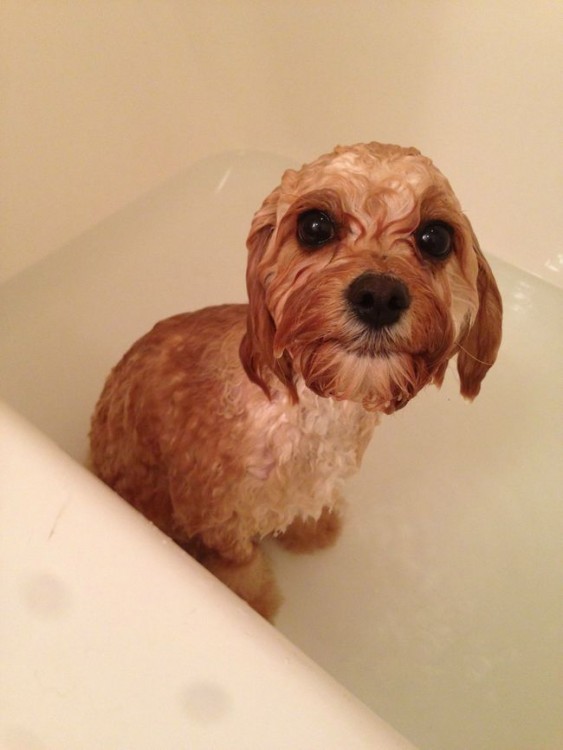 Perro moja de color café dentro de una bañera con agua 