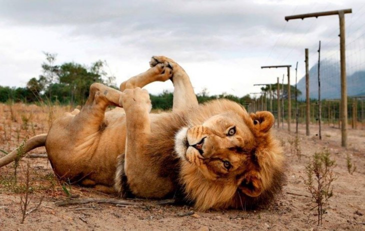 León acostado en el piso soteniendo sus patas como si posará para la foto 