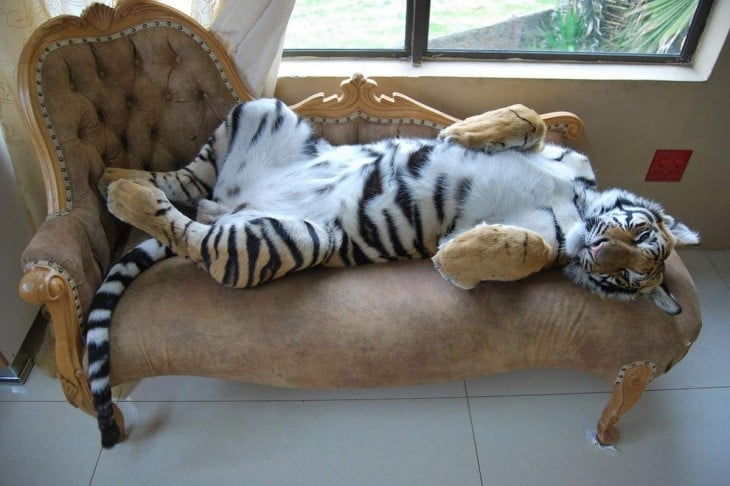 Tigre acostado en un sillón como si estuviera posando para la foto 