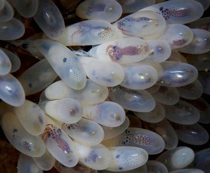 Fotografías viendo el mudo desde otro ángulo (Huevos de pulpo) 