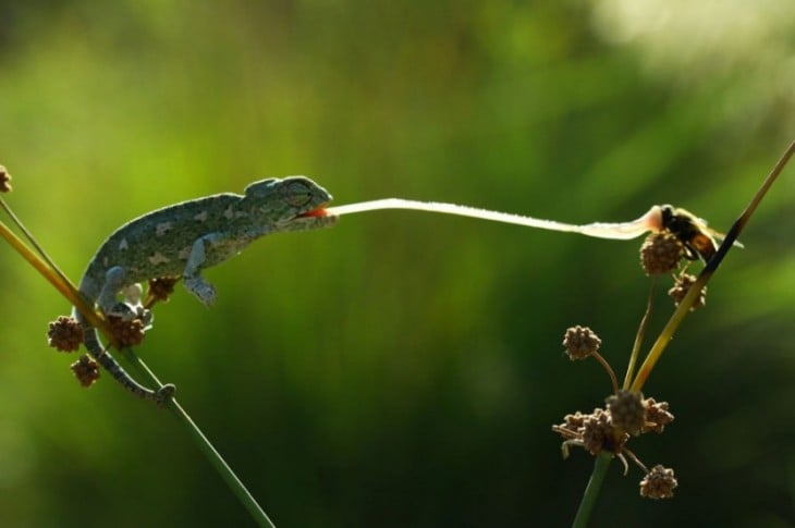 Fotografías viendo el mundo desde otro ángulo (Camaleón alimentándose de un insecto) 