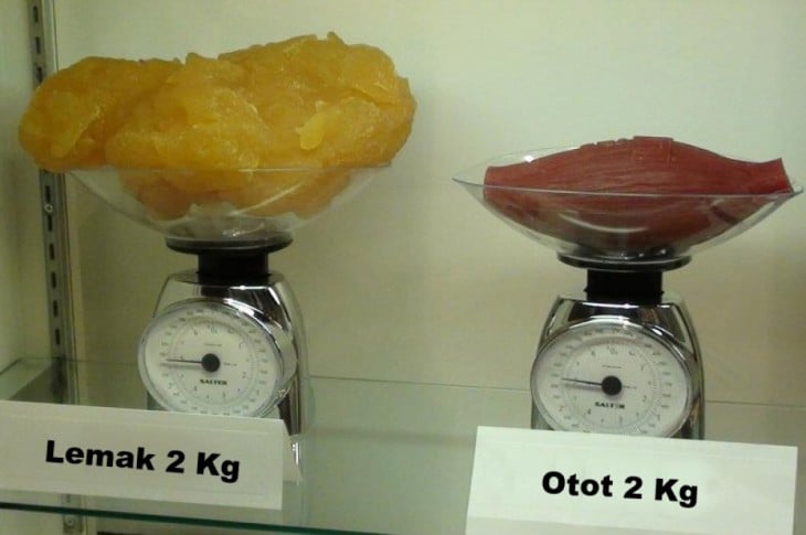 Fotografías viendo el mundo desde otro ángulo (comparación de grasa con músculo) 