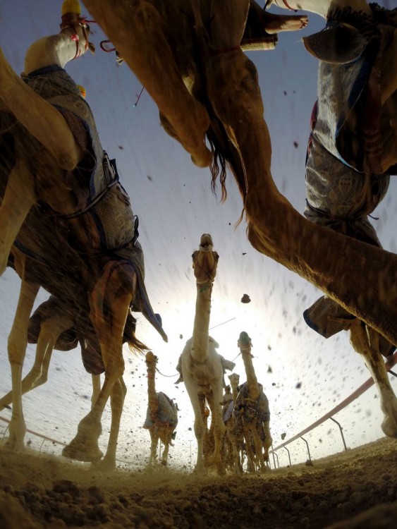 Fotografías viendo el mundo desde otro ángulo (Carreras de camellos en Dubai) 