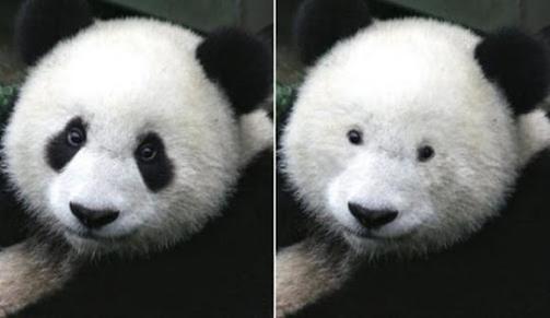 Imagen de un oso panda dividida en dos partes 