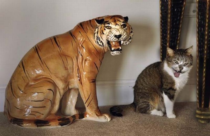 gato imitando una figura de un tigre que esta a un lado de él 