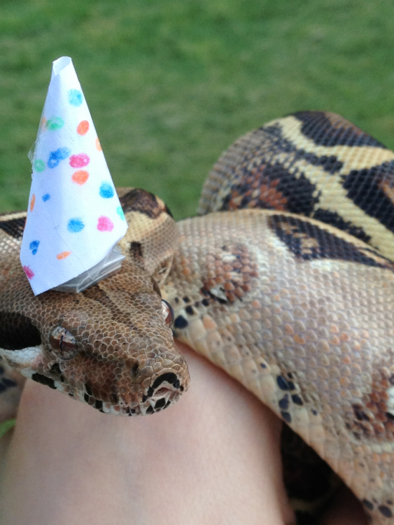 serpiente con un sombrero blanco con puntos de colores 