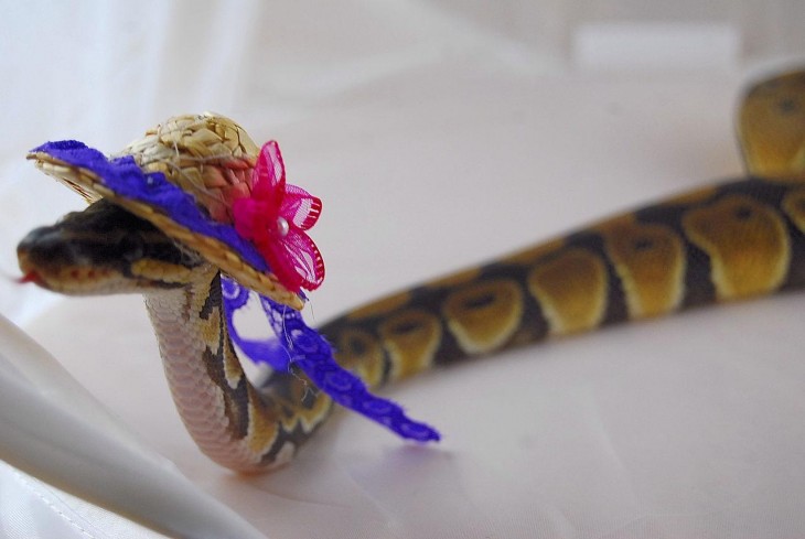 serpiente con un sombrero en la cabeza 