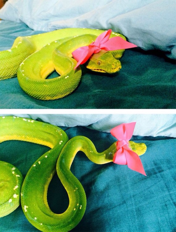 serpiente verde con un moño rosa sobre una cama
