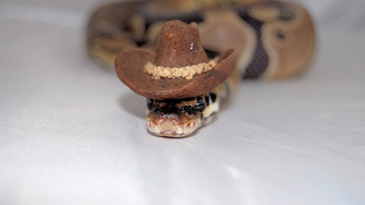 serpiente con un sombrero ranchero de color café 