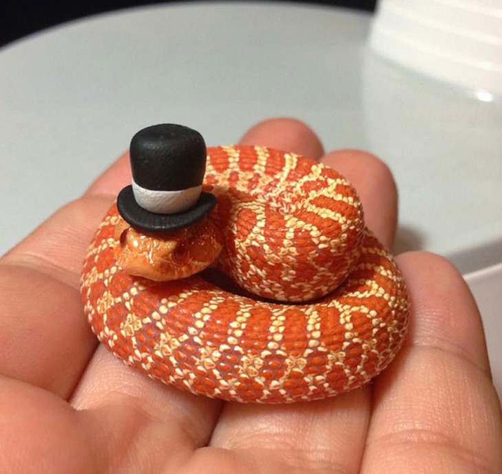 serpiente enrollada en una mano con un sombrero negro sobre su cabeza 