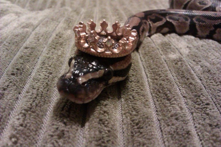 serpiente sobre una alfombra con una corona sobre su cabeza 
