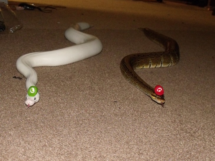 Dos serpientes arrastrándose en el suelo con unos sombreros de Mario Bross 