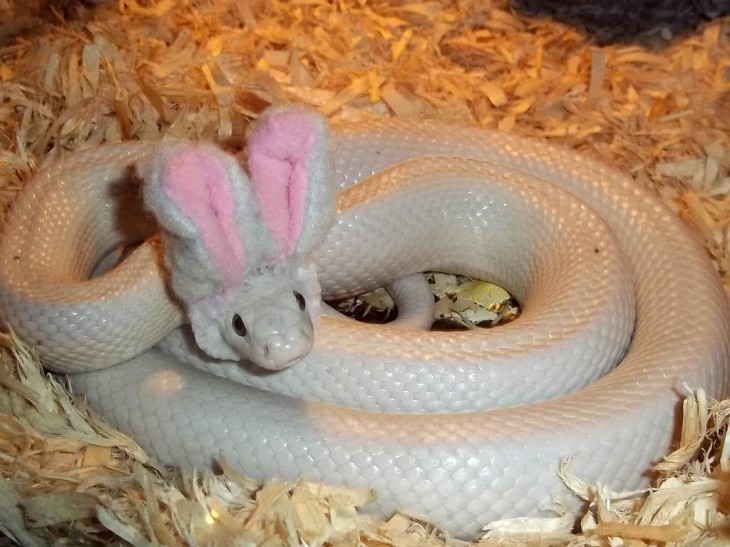 serpiente blanca enroscada con unas orejas de conejo sobre su cabeza 