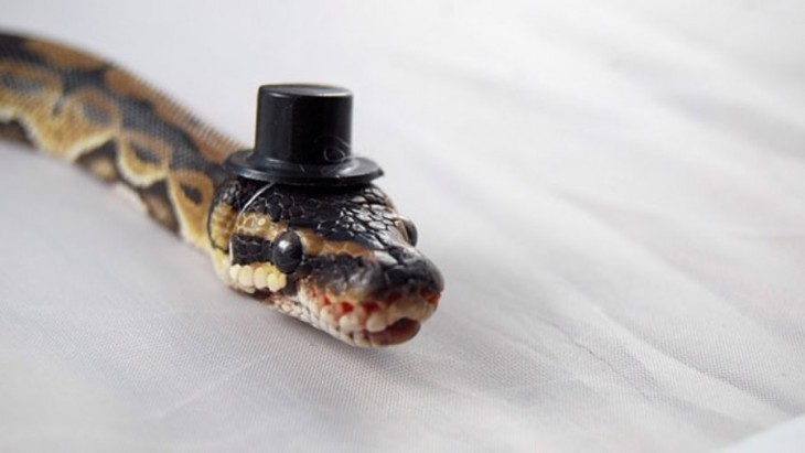 Cabeza de una serpiente con un sombrero en color negro 