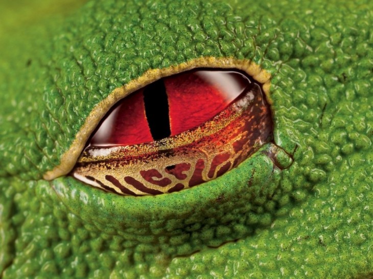 ojo de rana verrugosa en brasil